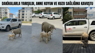 Dakikalarla Yarışıldı, Anne Koyun ve Kuzu Sağlığına Kavuştu