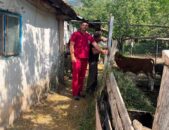 Erzincan’da Küpeleme Çalışmaları Aralıksız Sürüyor