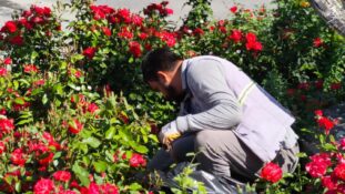 Erzincan’da Park ve Refüjler Rengârenk Çiçeklerle Süsleniyor