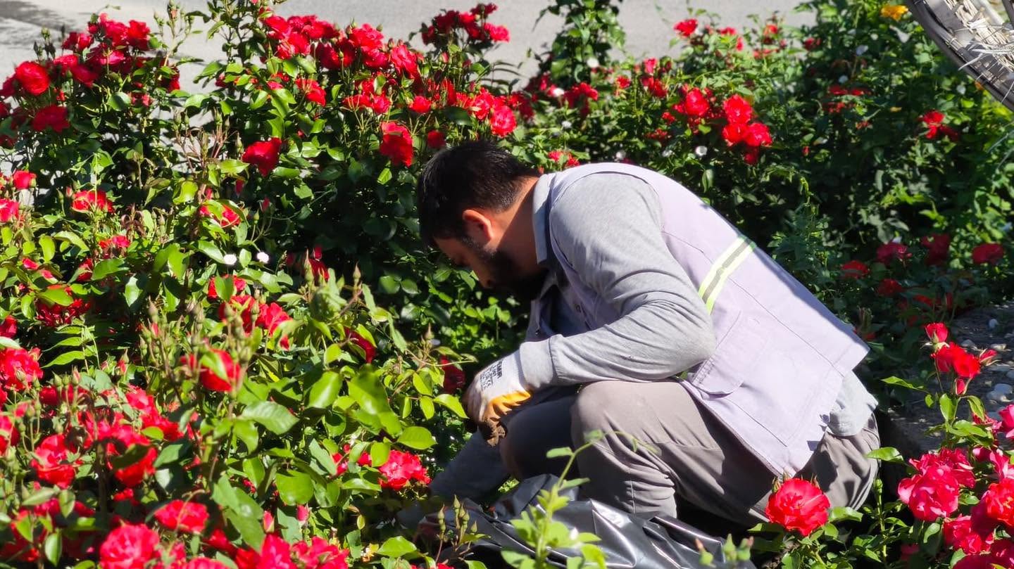 Erzincan’da Park ve Refüjler Rengârenk Çiçeklerle Süsleniyor