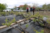 İl Müdürü KOÇAKER’den Cimin Üzümü Bağlarına Ziyaret