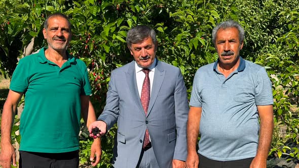 Başkan Bekir Aksun Dut Hasadına Katıldı: “Üreten Çiftçimizin Yanındayız”