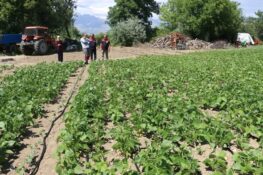 Erzincan’ın Tescilli Fasulyesi Işıl-24 İçin Yeni Destek Projesi Geliyor