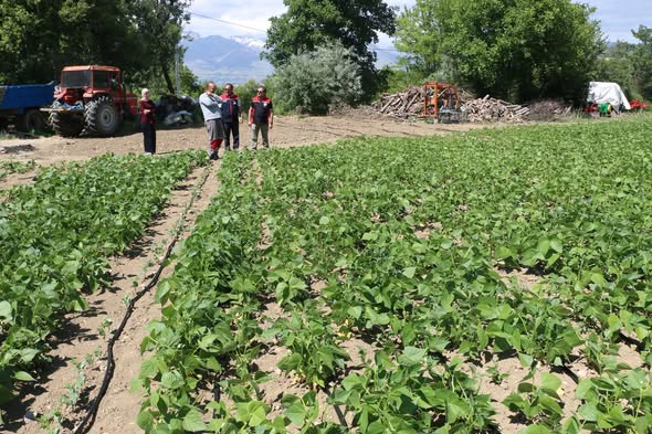 Erzincan’ın Tescilli Fasulyesi Işıl-24 İçin Yeni Destek Projesi Geliyor