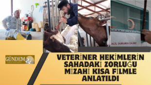 Veteriner Hekimlerin Sahadaki Zorluğu Mizahi Kısa Filmle Anlatıldı