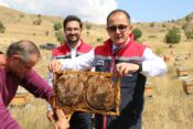 Erzincan’da 110 Bin Kovanla Bal Bereketi