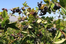 Erzincan’da Aronya Hasadı İçin Geri Sayım Başladı