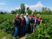 Erzincan’ın Coğrafi İşaretli Cimin Üzümü’nde Hasat Sevinci Başladı