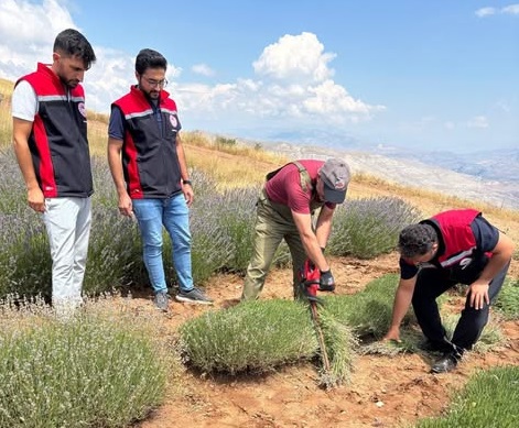 Kemah’ta Mor Bereket! Lavanta Hasadı Başladı