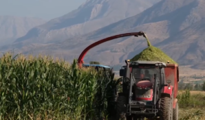 Erzincan Belediyesi Silajlık Mısır Hasadını Sürdürüyor