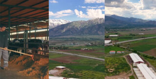 Erzincan Hayvancılığında Modern Üretim Dönemi