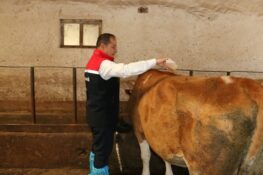 Erzincan’da Kene Seferberliği: Hayvanlar Tek Tek İlaçlanıyor