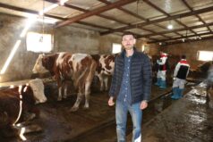 Genç Mühendis Köyüne Döndü, 170 Büyükbaşla Üretime Başladı