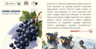 Güneşin Mor Mirası: Cimin Üzümü