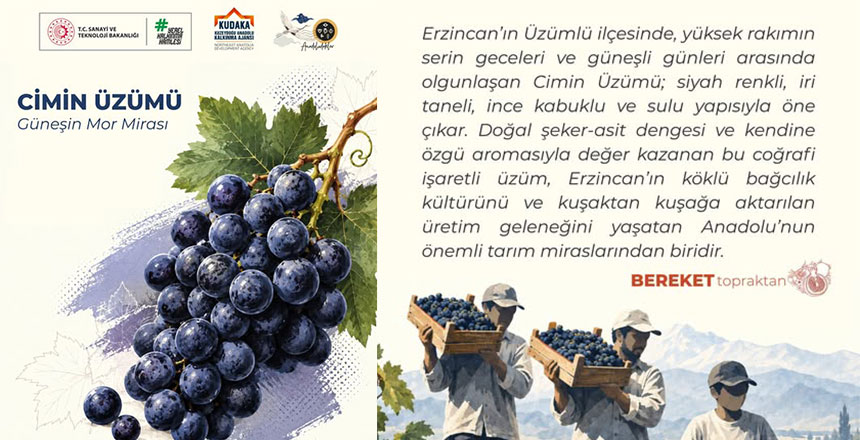 Güneşin Mor Mirası: Cimin Üzümü