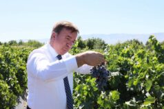 Üzümlü’de Cimin Üzümü Hasadı Başladı