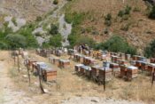 Arıcılık Destekleme Başvurularında Süre Uzatıldı