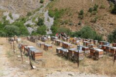Arıcılık Destekleme Başvurularında Süre Uzatıldı