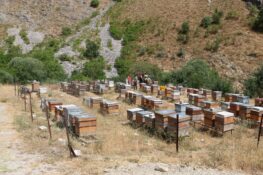 Arıcılık Destekleme Başvurularında Süre Uzatıldı
