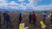 Tercan’da Kışlık Patates Hasadı Başladı